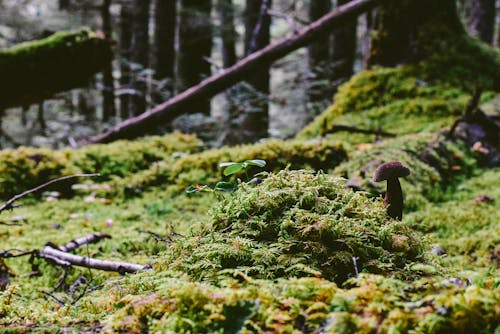 Small mushroom growing on ground covered with green moss in forest in daytime