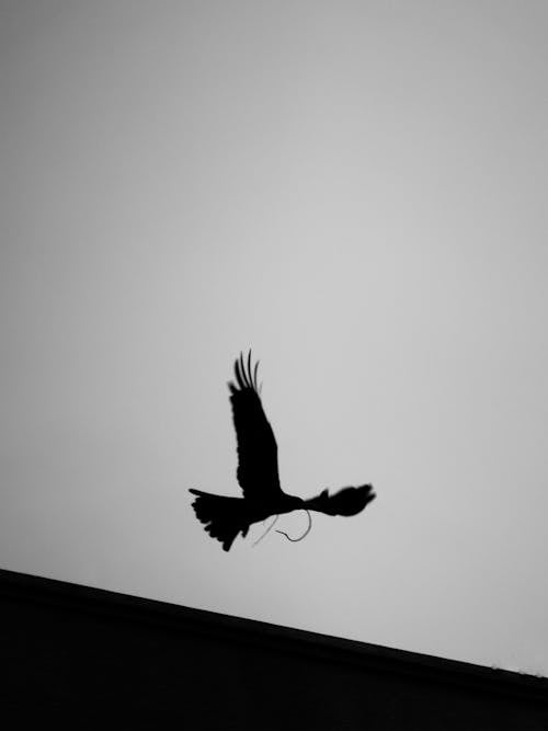 A Silhouette of a Bird Flying