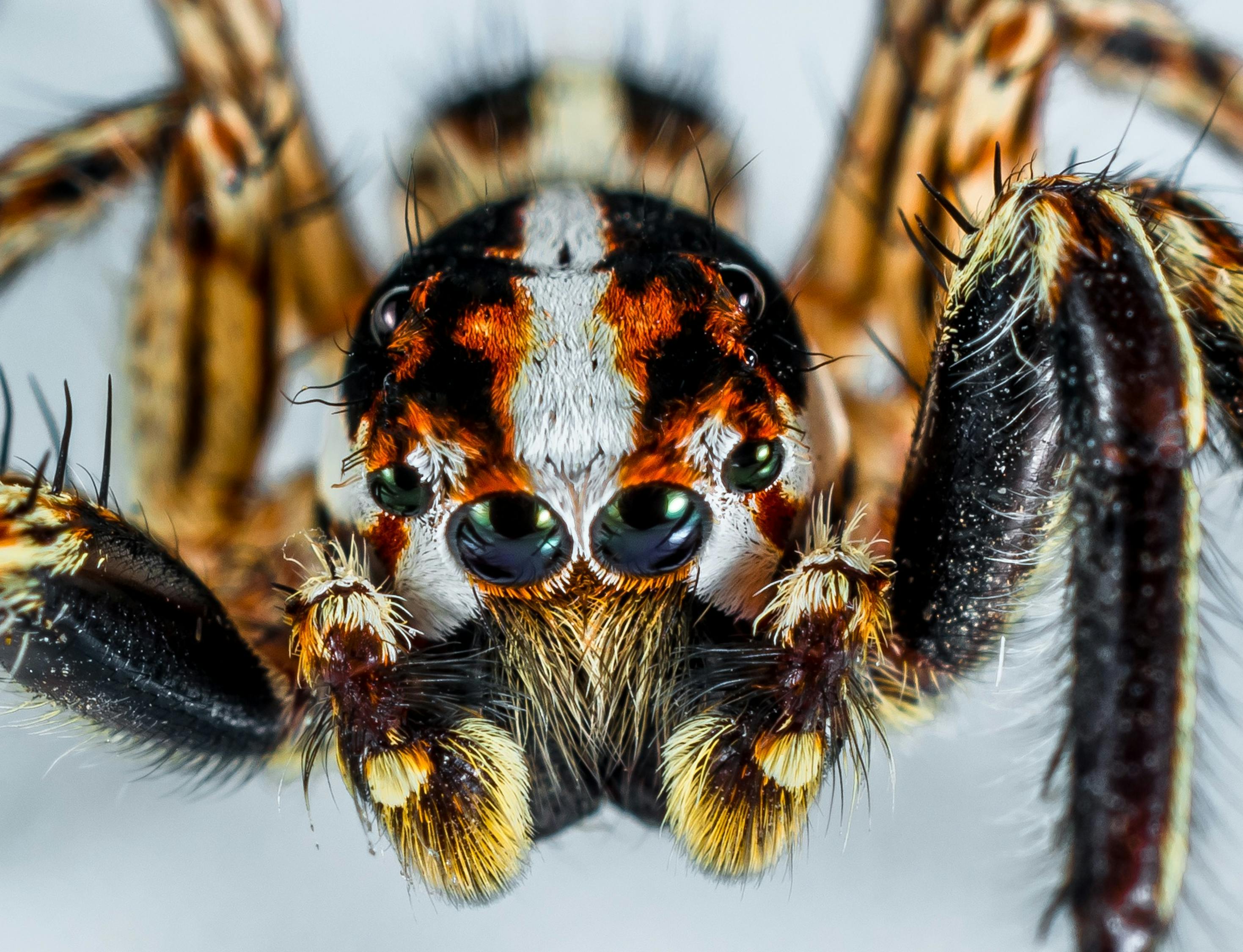 brazilian wandering spider live