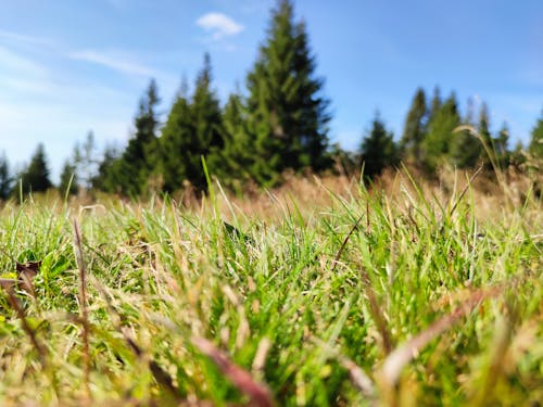 Free stock photo of grass, green