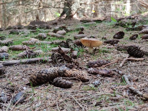 Free stock photo of cone, forest ground, forest nature Stock Photo