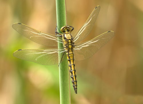 Free Yellow and Black Dragonfly on Green Stem during Daytime Stock Photo