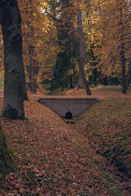 Concrete Bridge in Autumn Forest