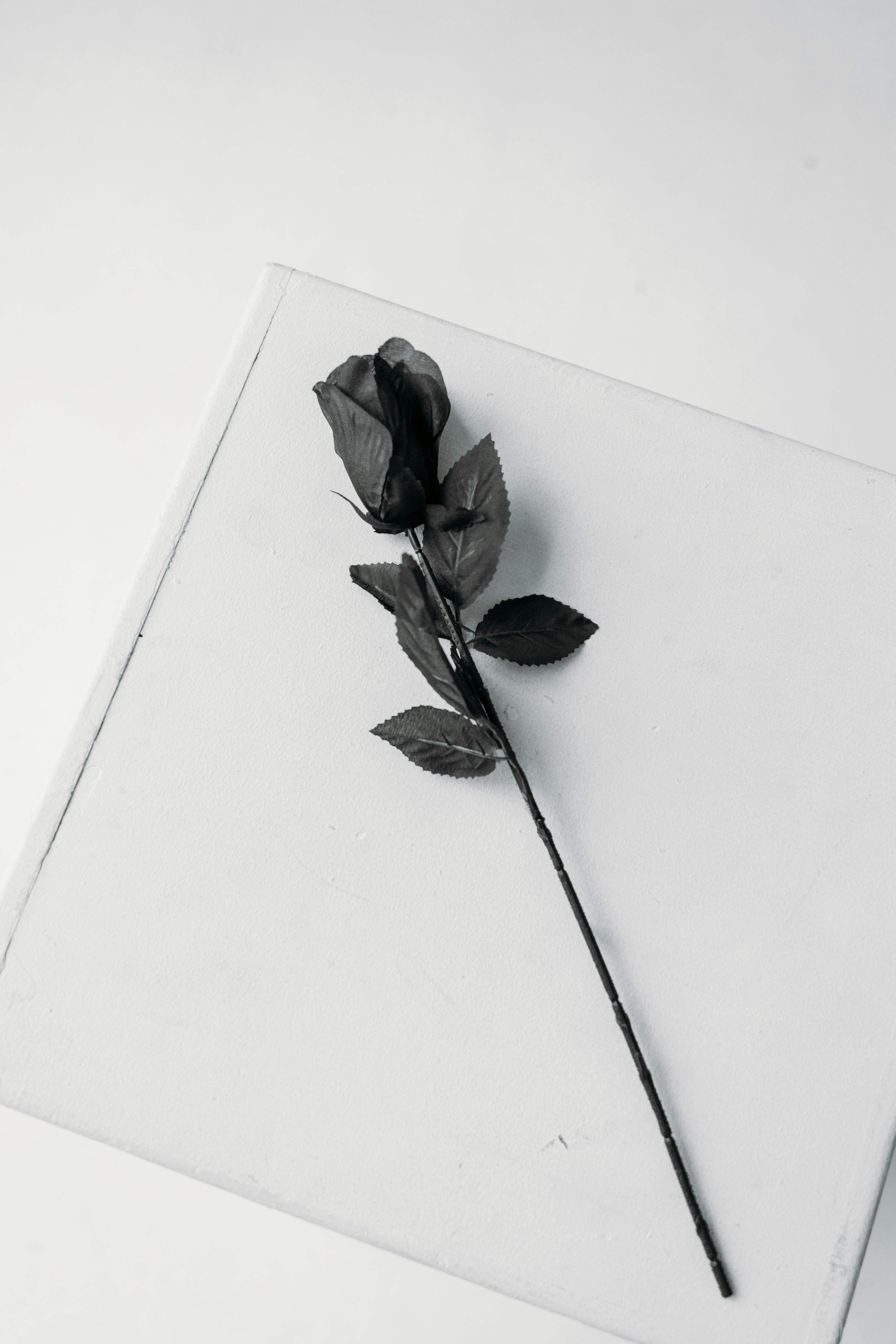白紙上的黑玫瑰 免費圖庫相片