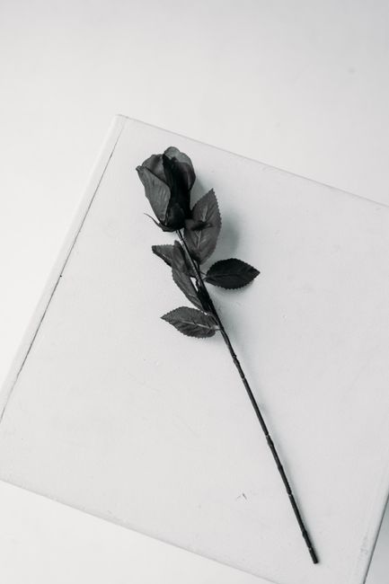 Black rose on a white background, showcasing minimalist elegance in a monochrome palette.