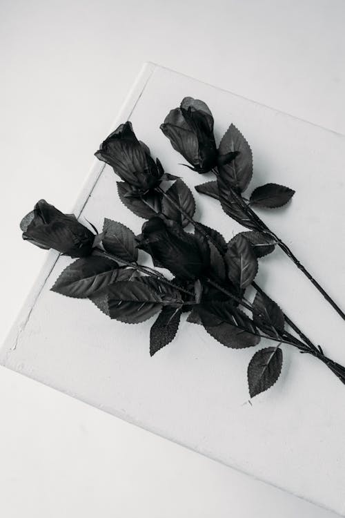 白い表面に黒いバラ