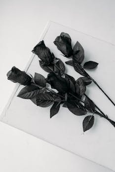 Elegant black roses displayed on a white surface, highlighting minimalistic beauty.