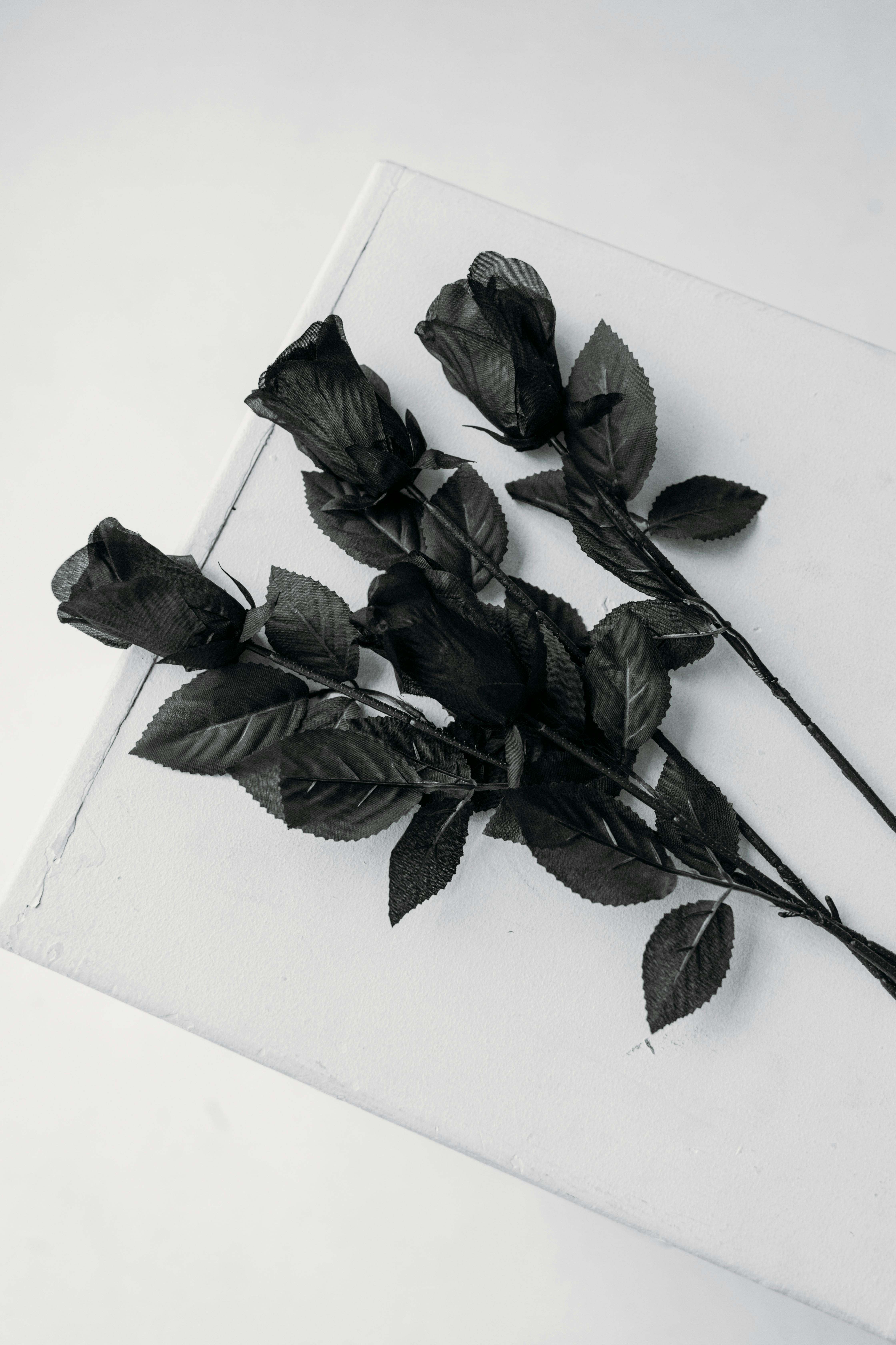 白色表面上的黑玫瑰 免費圖庫相片