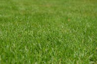 阳光明媚，绿草如茵，充满活力的草坪特写非常适合作为背景