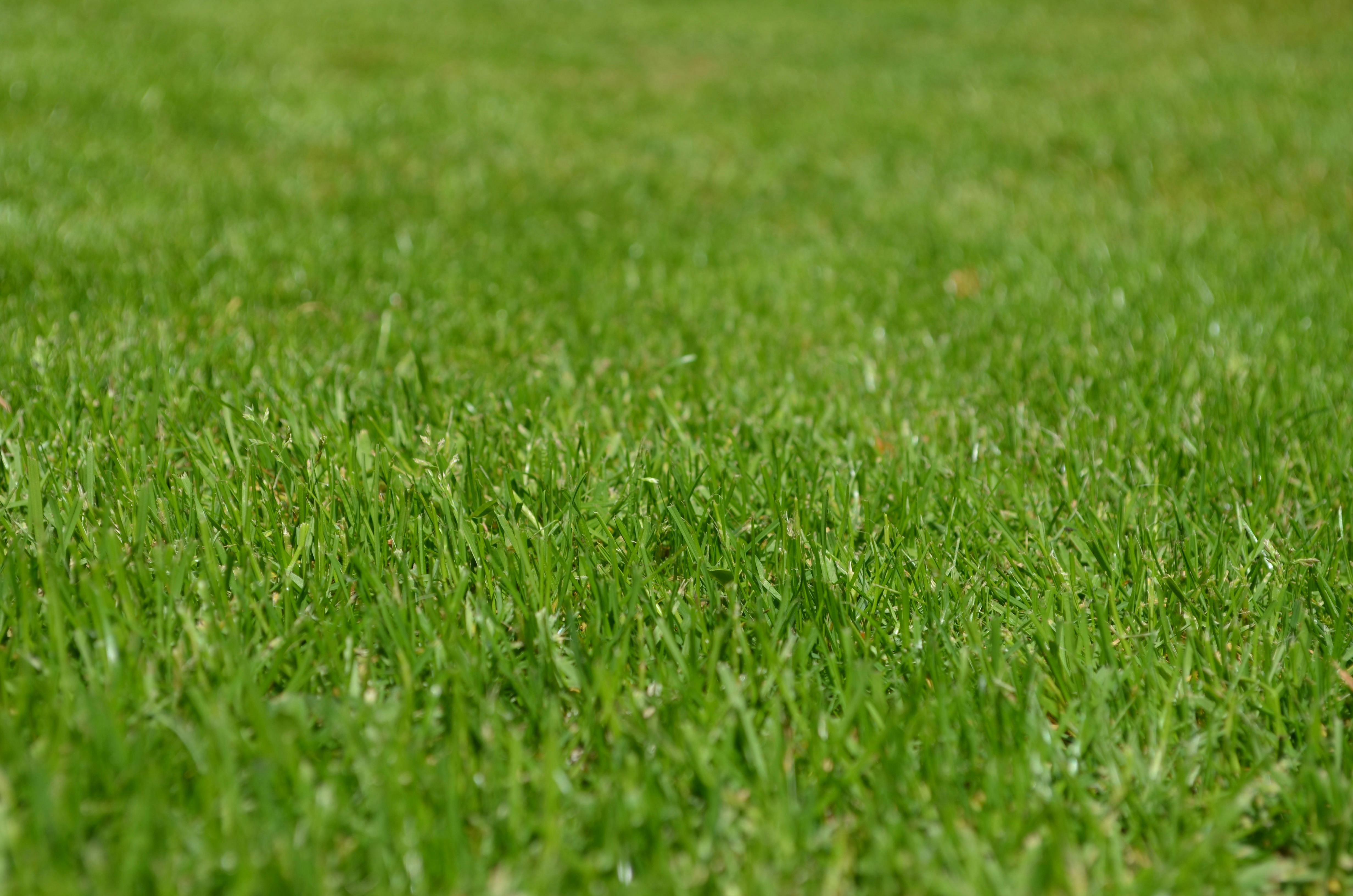 Photo libre de droit de Ancien Rouleau Jardin Abandonné Dans La Prairie  banque d'images et plus d'images libres de droit de Rouleau à gazon -  Rouleau à gazon, A l'abandon, Asie de