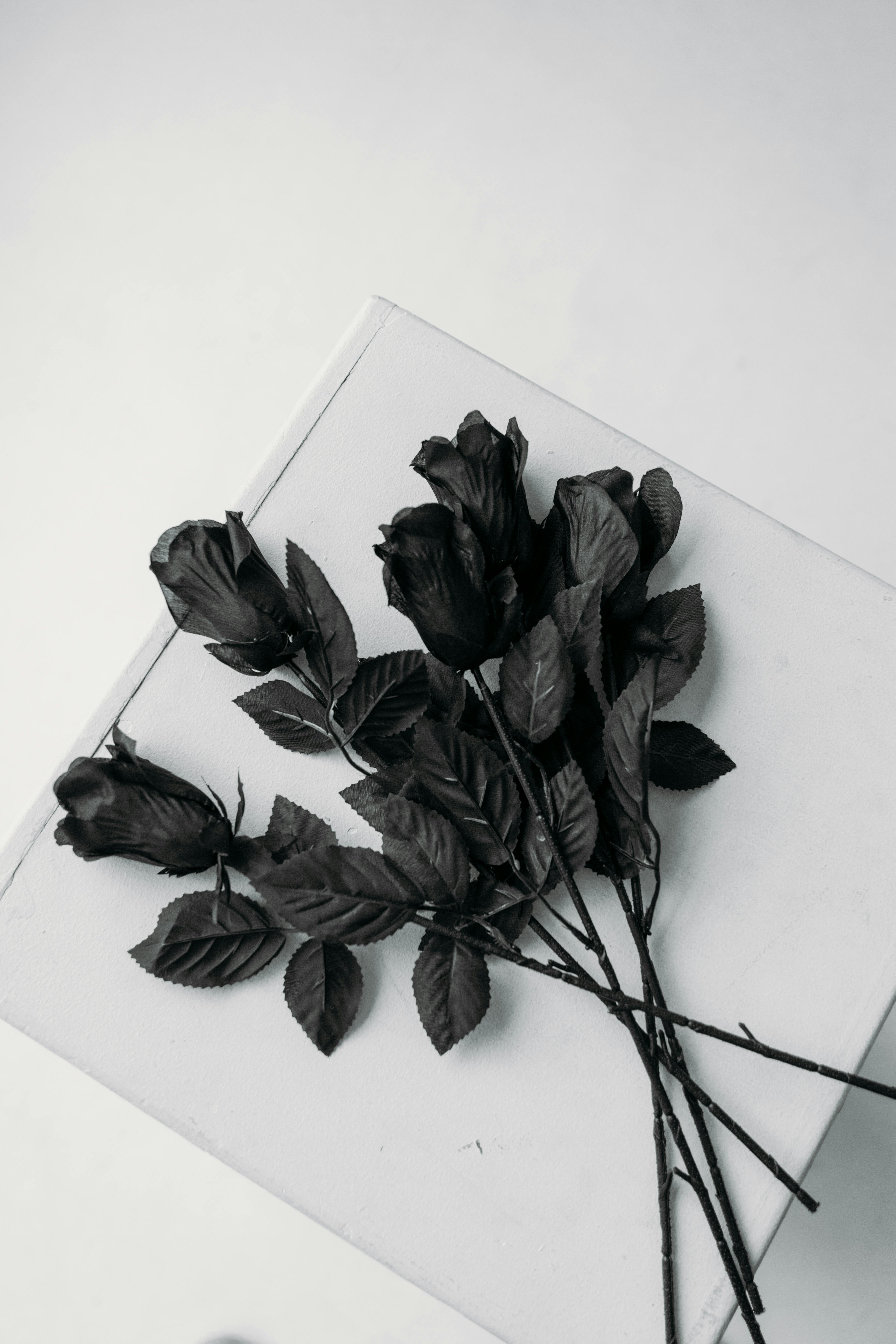 Black Rose Aesthetic PC Wallpapers  Top Free Black Rose Aesthetic PC  Backgrounds  WallpaperAccess