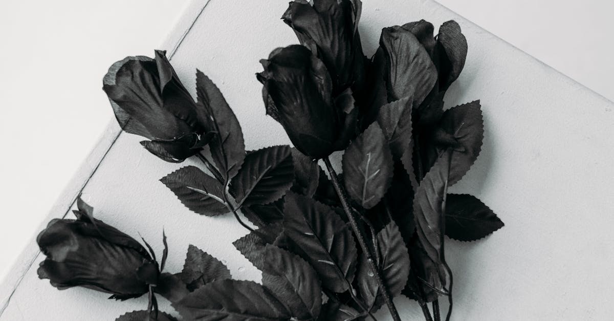 How to dry out rose petals in oven