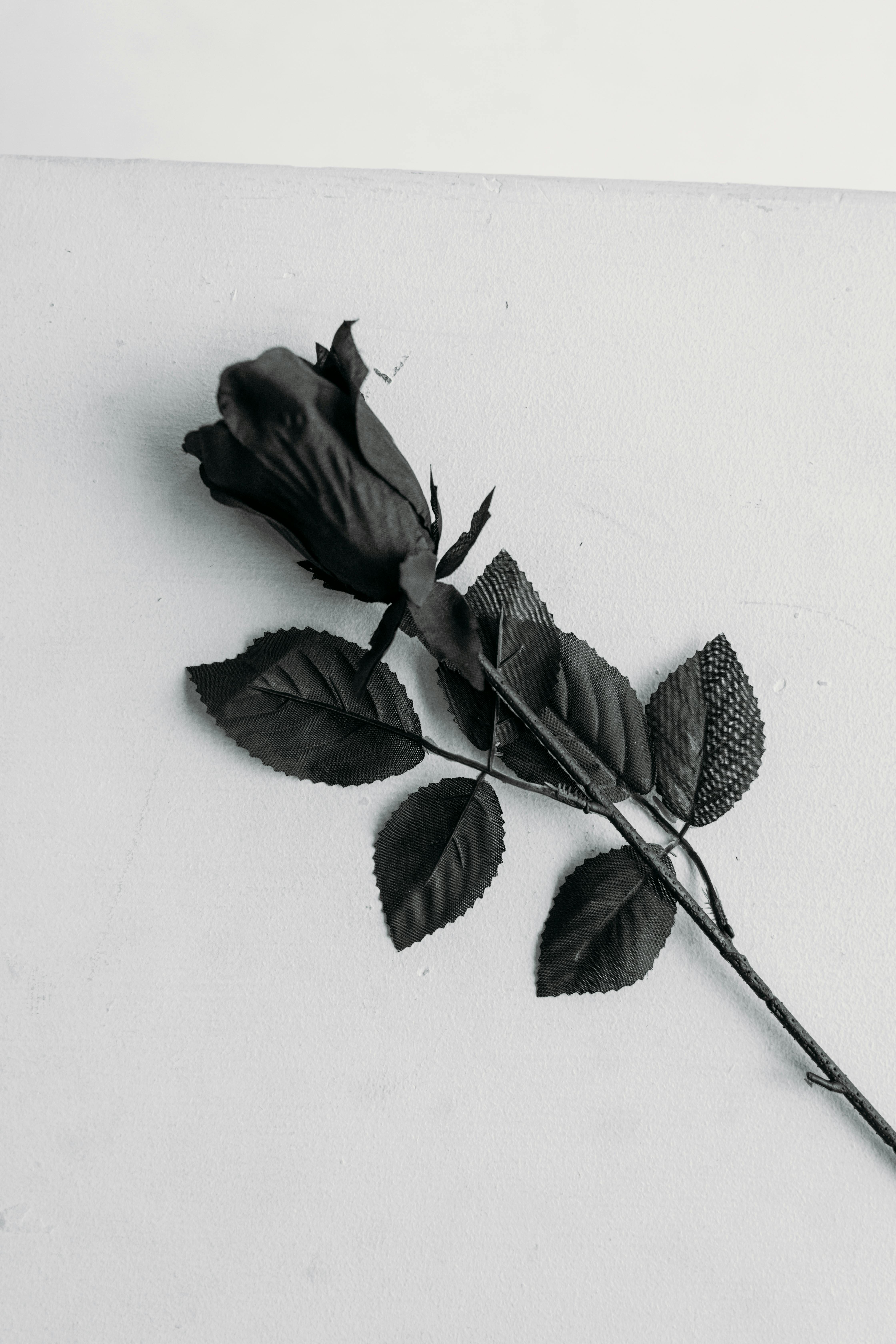 Black And White Roses Wallpapers  Wallpaper Cave