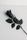 black rose