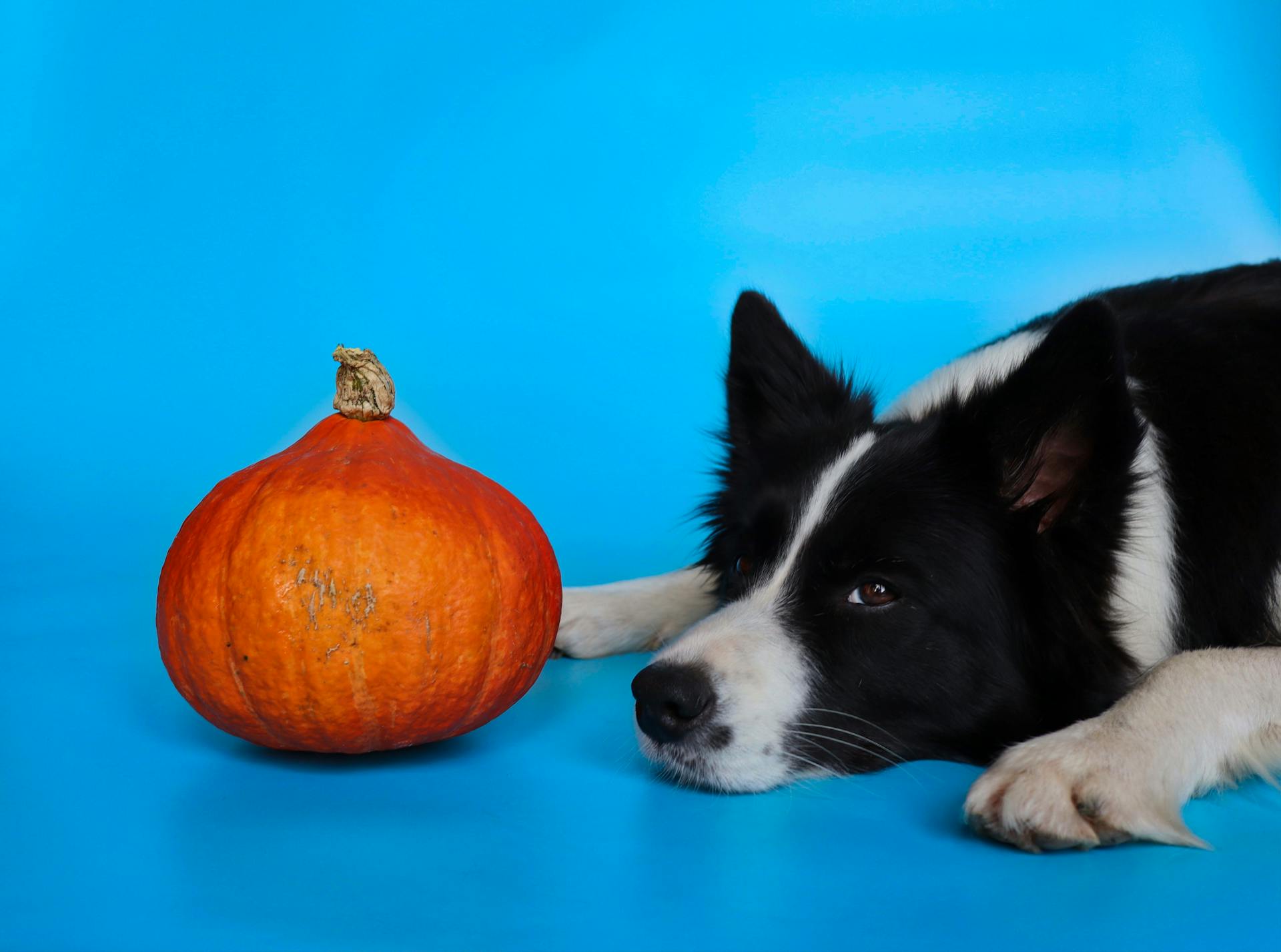 Black and White Dog Lying Beside a Pumpkin