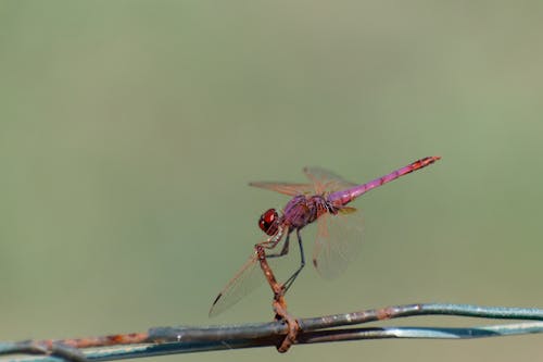 Gratis lagerfoto af odonata