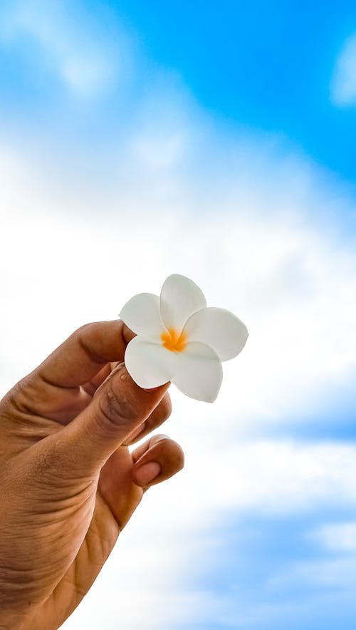 Hand Holding a White Flower 