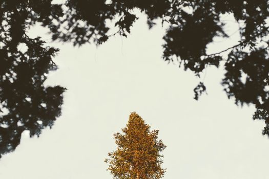 透过树木的树叶，能看到白天多云天空中孤独的秋天高大的树木