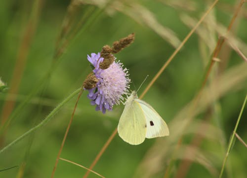 Gratis stockfoto met detailopname, focus verleggen, insect