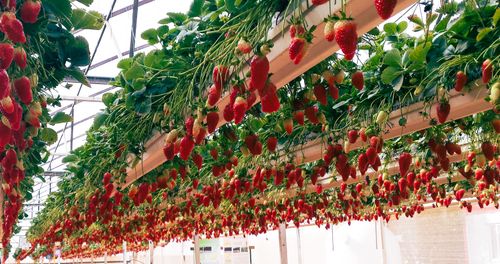 Free Abundant strawberries growing indoors in a modern greenhouse setup. Stock Photo