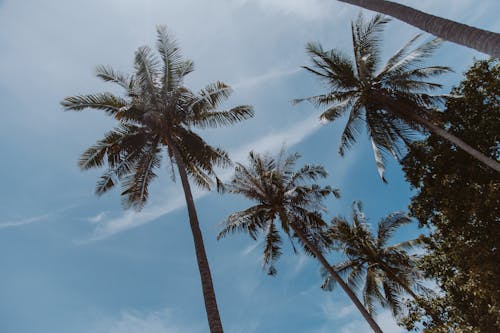 Tall Palm Trees at the Beach