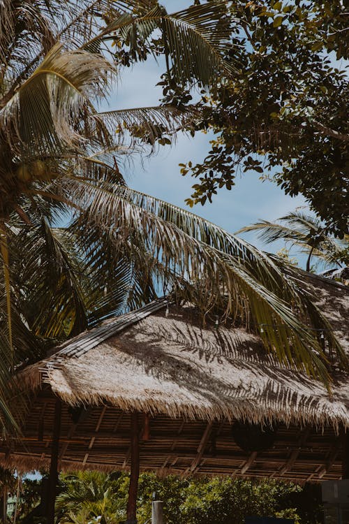 Palms Above Umbrella on a Tropical Beach 