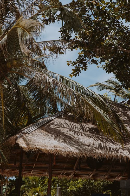 Free Serene tropical scene with palm trees and a rustic hut under bright sunlight. Stock Photo