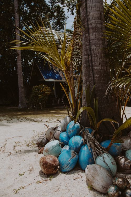 Free A serene tropical setting featuring a palm tree surrounded by vibrant coconuts on a sandy beach. Stock Photo