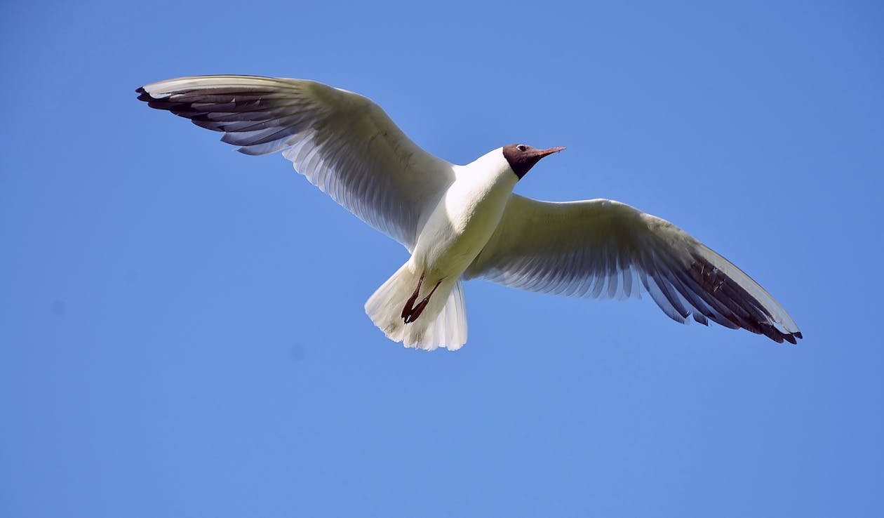 無料 昼間に青い空の下を飛んでいる白と茶色の鳥 写真素材