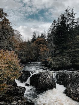 蓝天下多云，森林风景如画，周围树木茂密，云杉林立
