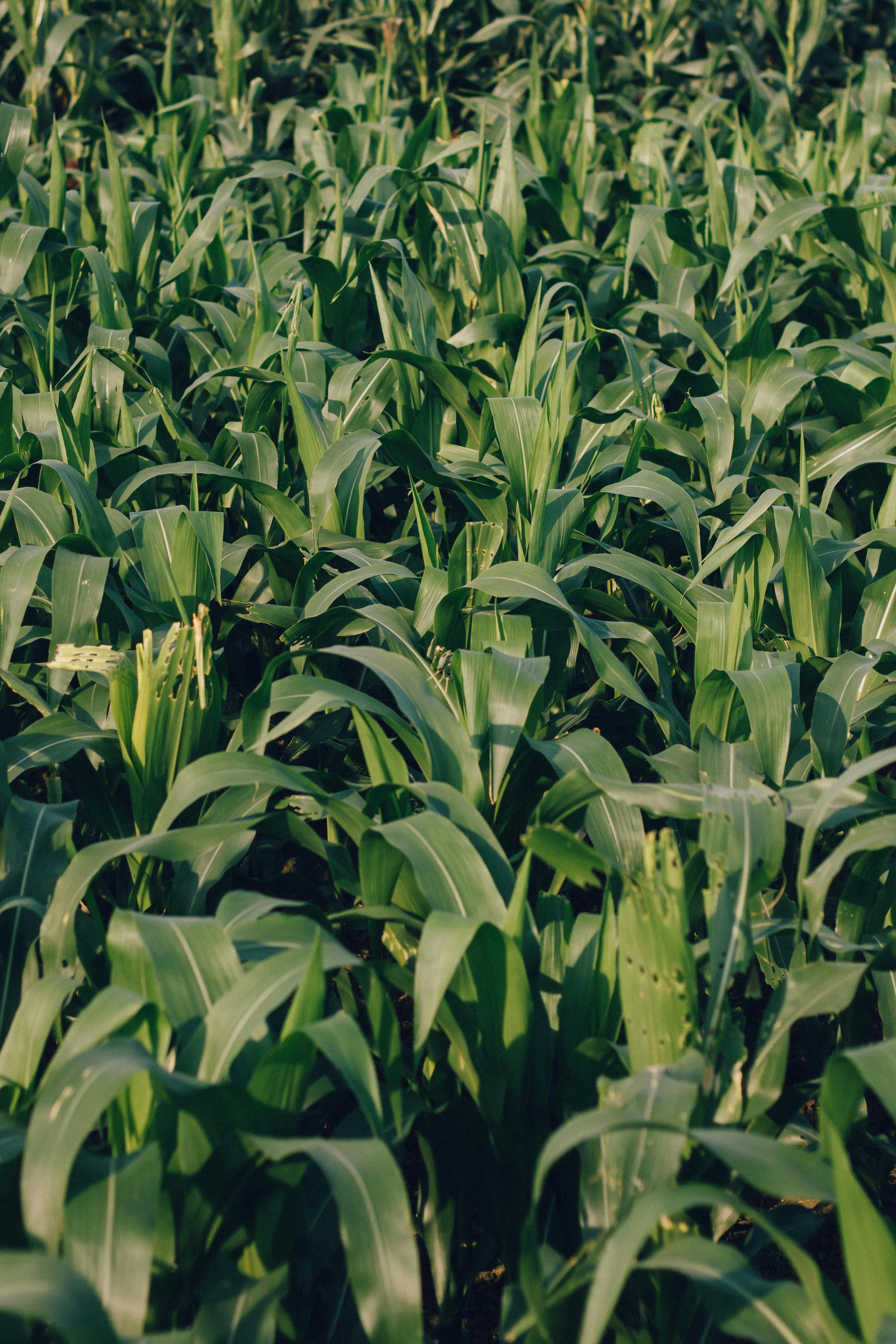 Green corn plants thriving in a lush field in Qinghai Province, capturing agricultural vitality.