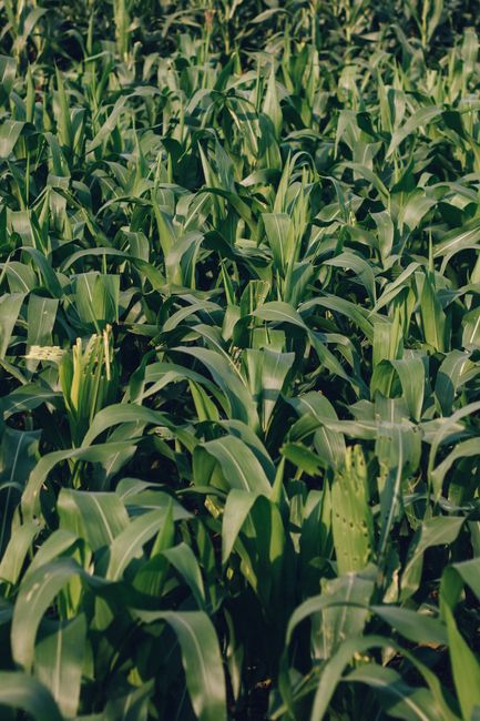 Green corn plants thriving in a lush field in Qinghai Province, capturing agricultural vitality.