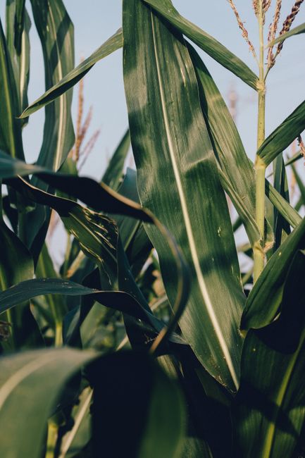 Detailed view of green corn leaves in a Qinghai Sheng field, capturing nature's textures.