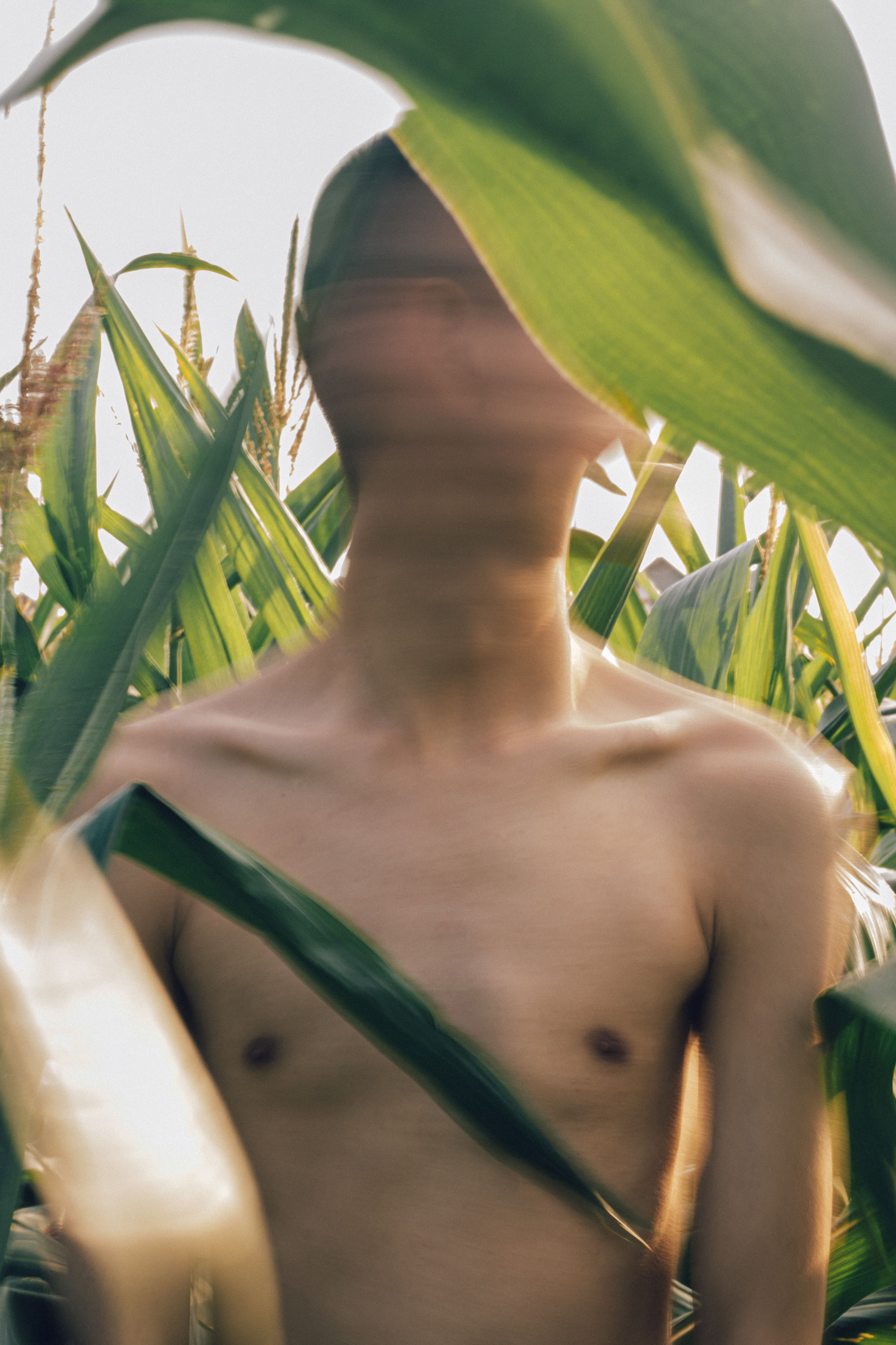 Artistic portrayal of a blurred shirtless figure surrounded by lush green corn leaves in a field.