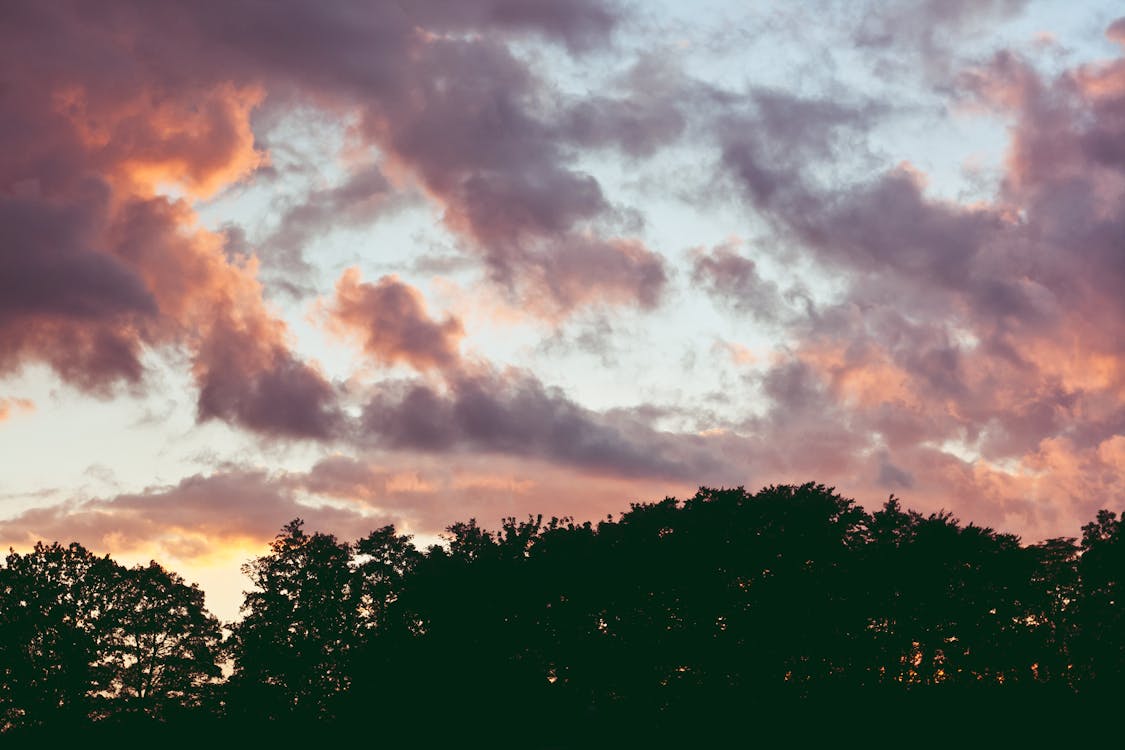 Gratis lagerfoto af himmel, skov, skyer