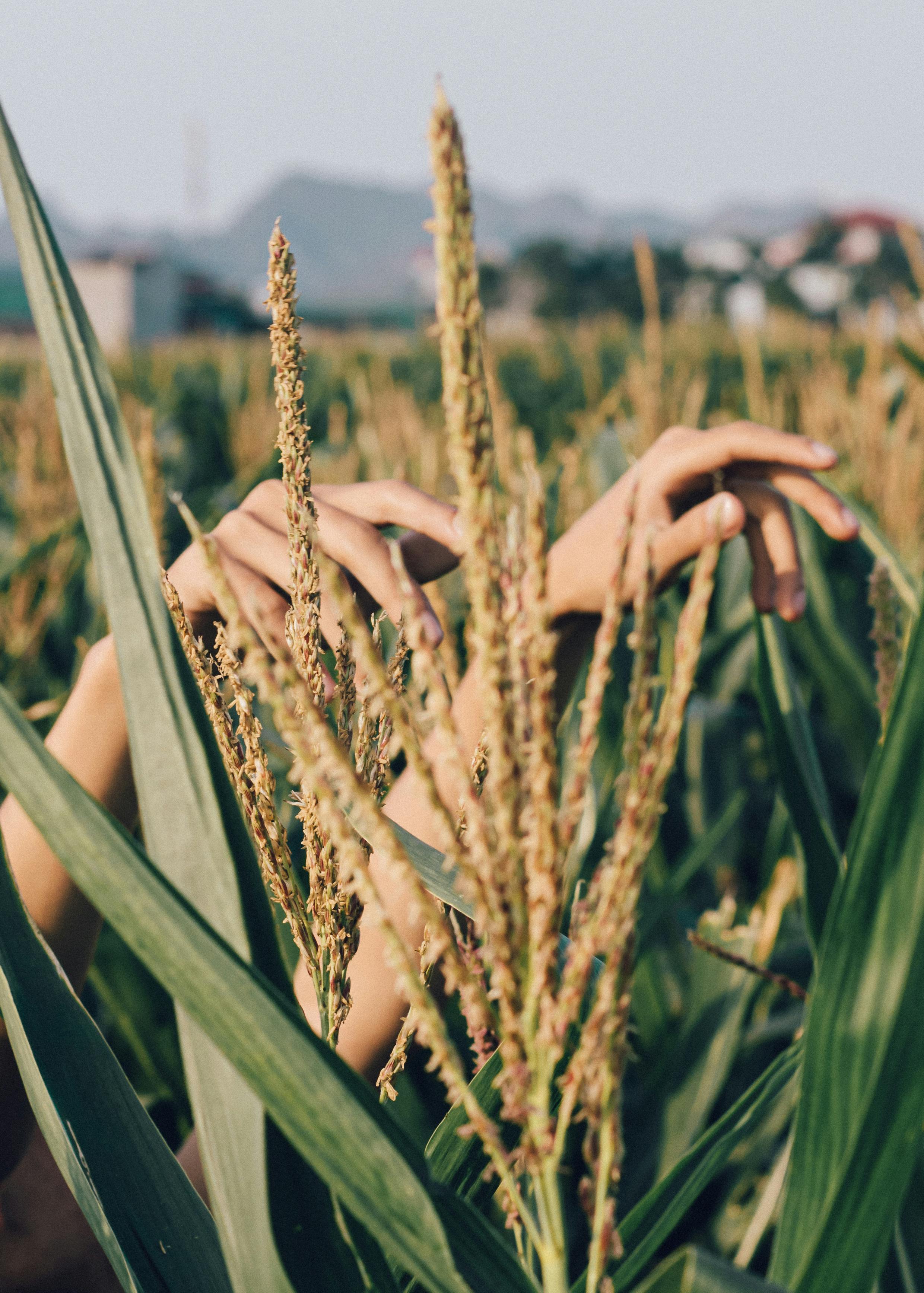 A person gently grasping wheat stalks in a lush, scenic farmland at daytime.