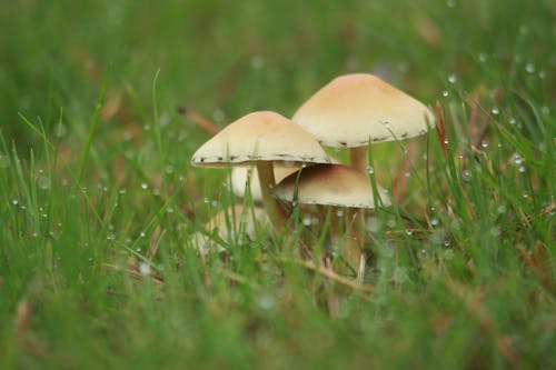 Close up of Mushrooms in Grass