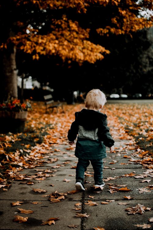 Free A toddler walking through a park covered in fallen autumn leaves on a crisp fall day. Stock Photo