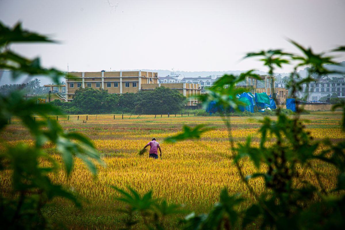 Indian farm landscape