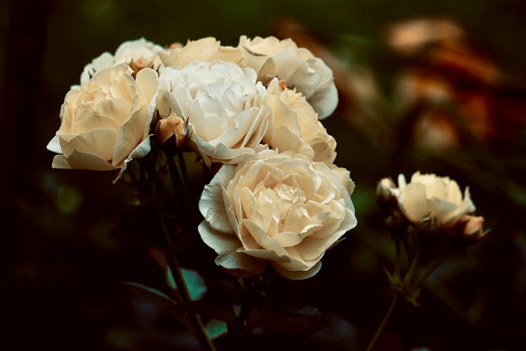 Close-up Of Beautiful Beige Roses 