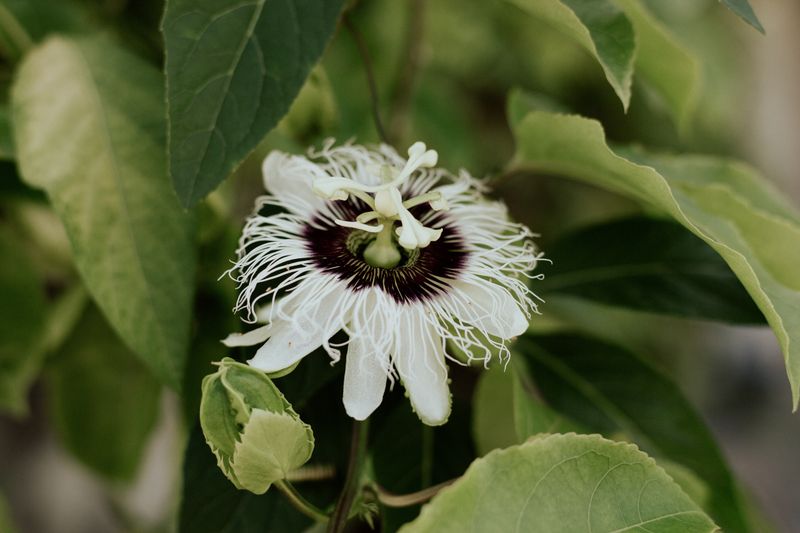 White passion flower with intricate filaments among leaves