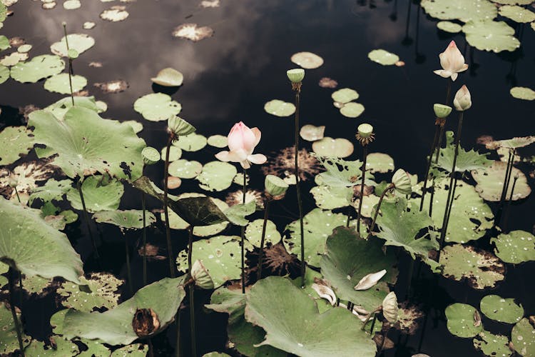 Pink Lotus Flower On Water