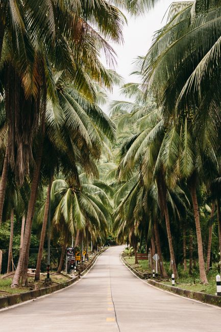 A scenic road surrounded by lush palm trees, creating a tropical paradise atmosphere.