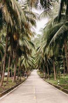 道路两旁，郁郁葱葱的棕榈树在如画的热带景观中