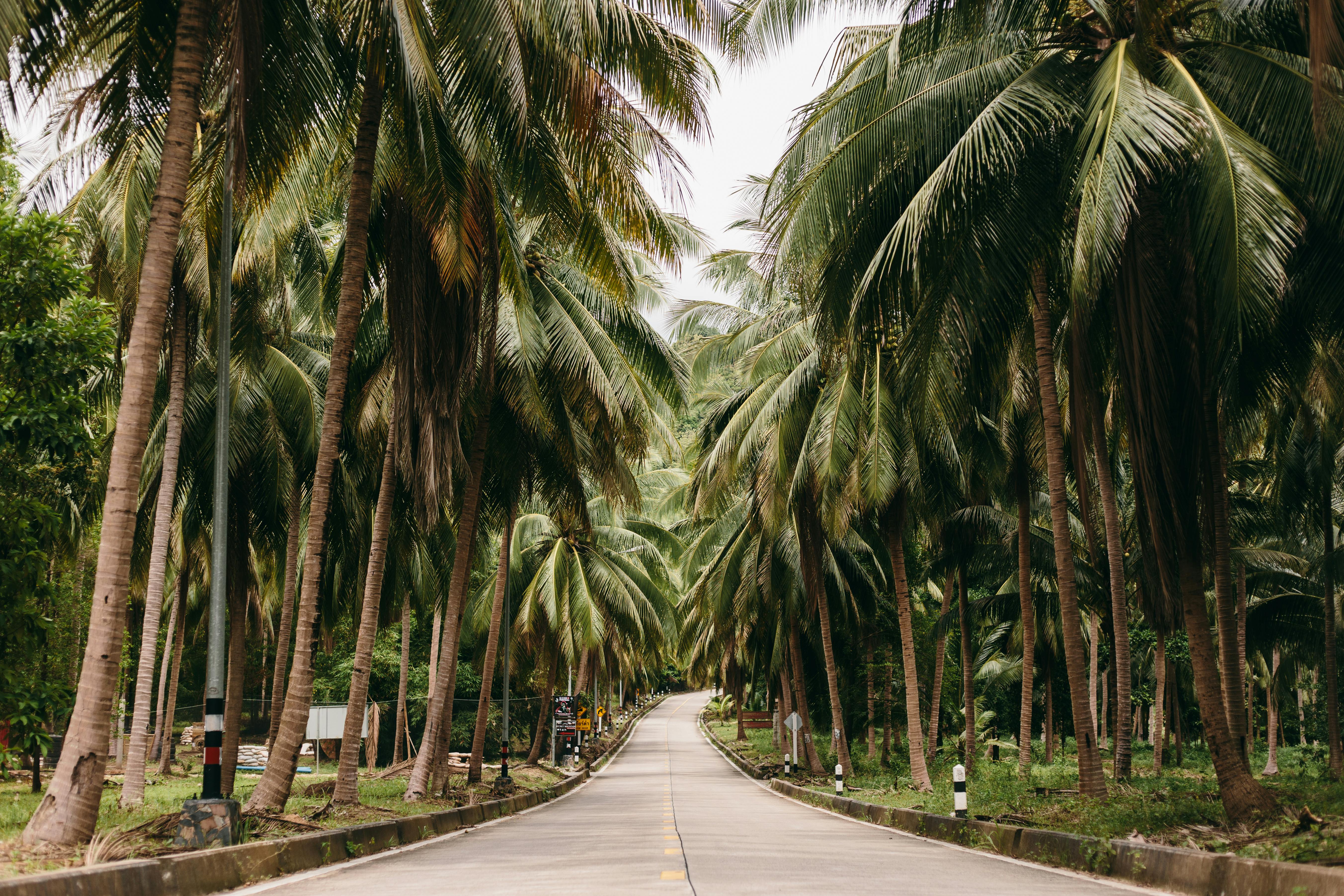 gray concrete road between palm trees