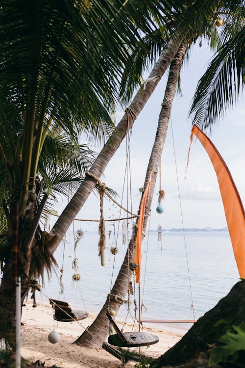 Swings Hanging between Palm Trees on the Beach 