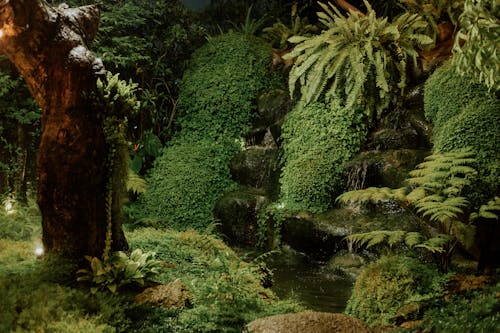 Moss in a Jungle 