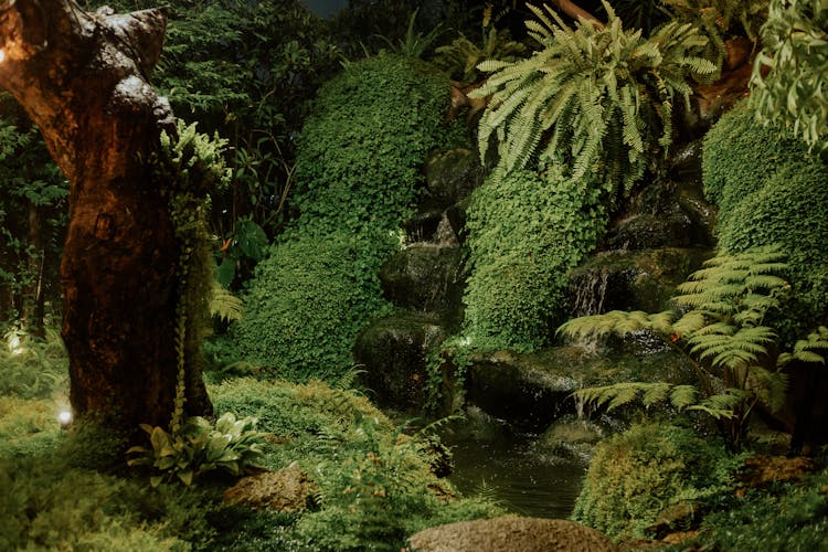 Moss In A Jungle 