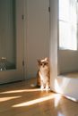 在现代室内环境中，可爱的猫享受着阳光