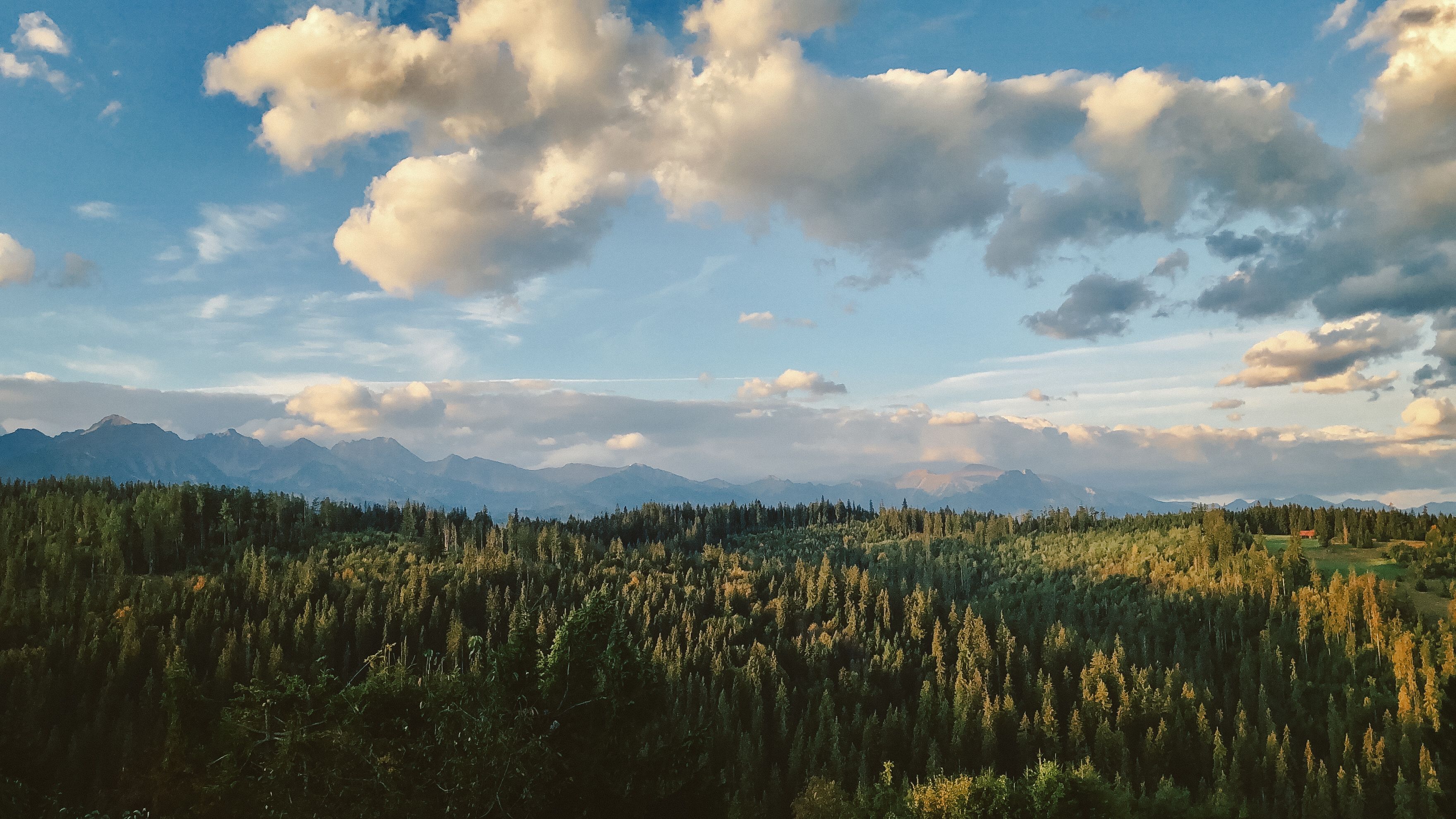 Green Forest Under Cloudy Sky · Free Stock Photo